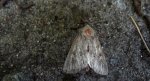 Piętnówka zmierzchówka (Hecatera bicolorata) lub Mesapamea secalis