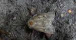 Piętnówka zmierzchówka (Hecatera bicolorata) lub Mesapamea secalis