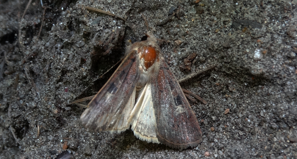 Rolnica panewka (Xestia c-nigrum)
