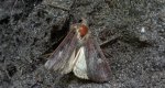 Rolnica panewka (Xestia c-nigrum)