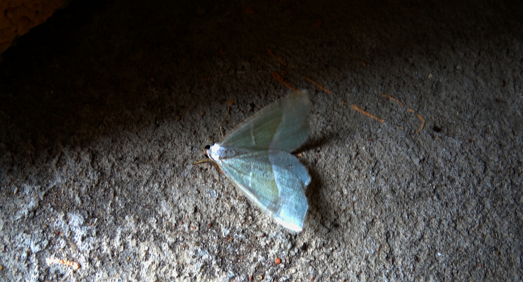 Ostrolot muszlowiak (Campaea margaritaria)