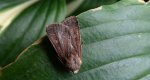 Rolnica panewka (Xestia c-nigrum)