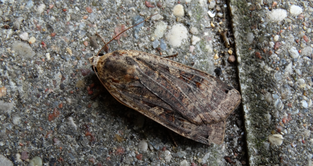 Rolnica tasiemka (Noctua pronuba)