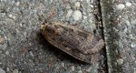 Rolnica tasiemka (Noctua pronuba)