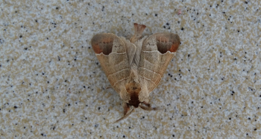 Wzjeżka łozówka (Clostera curtula)