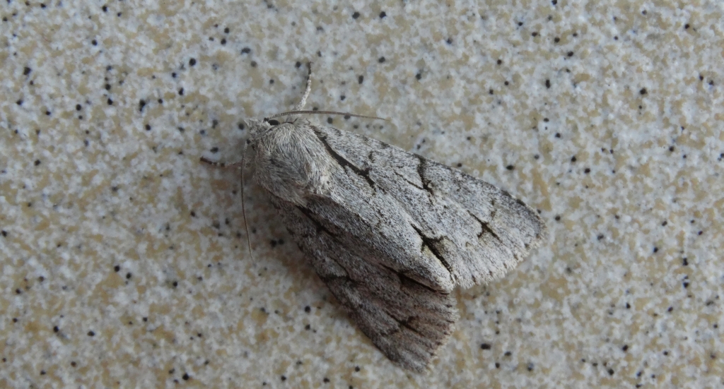Wieczernica szypówka (Acronicta cuspis)