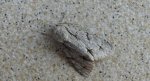 Wieczernica szypówka (Acronicta cuspis)