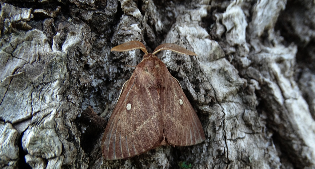 Barczatka koniczynówka (Lasiocampa trifolii)