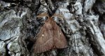 Barczatka koniczynówka (Lasiocampa trifolii)