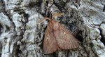 Barczatka koniczynówka (Lasiocampa trifolii)