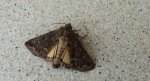 Ponurzyca źralica (Thalpophila matura)