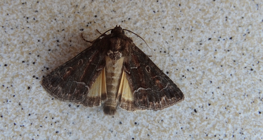 Ponurzyca źralica (Thalpophila matura)