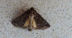 Ponurzyca źralica (Thalpophila matura)