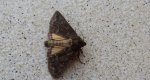 Ponurzyca źralica (Thalpophila matura)