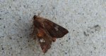 Amphipoea fucosa