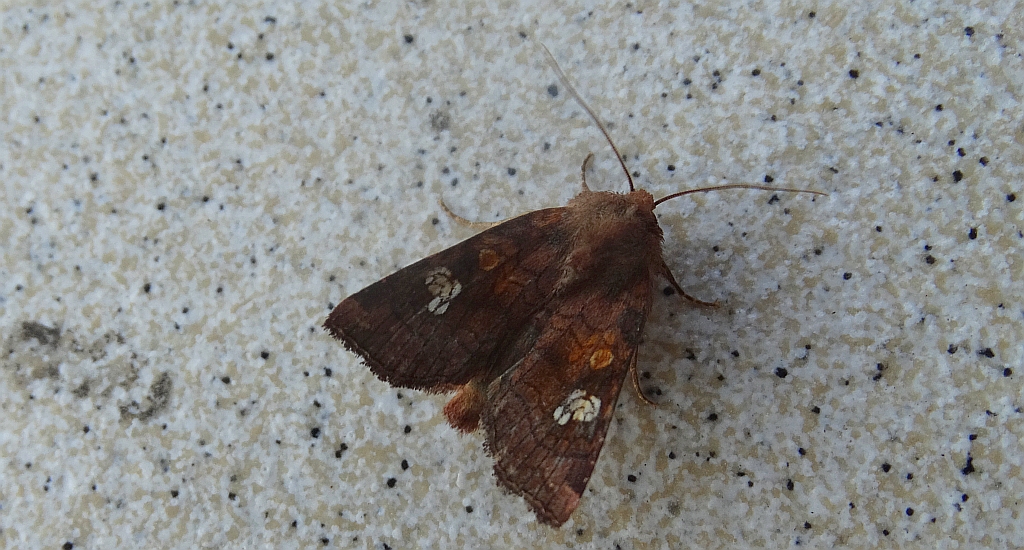 Amphipoea fucosa