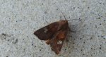 Amphipoea fucosa