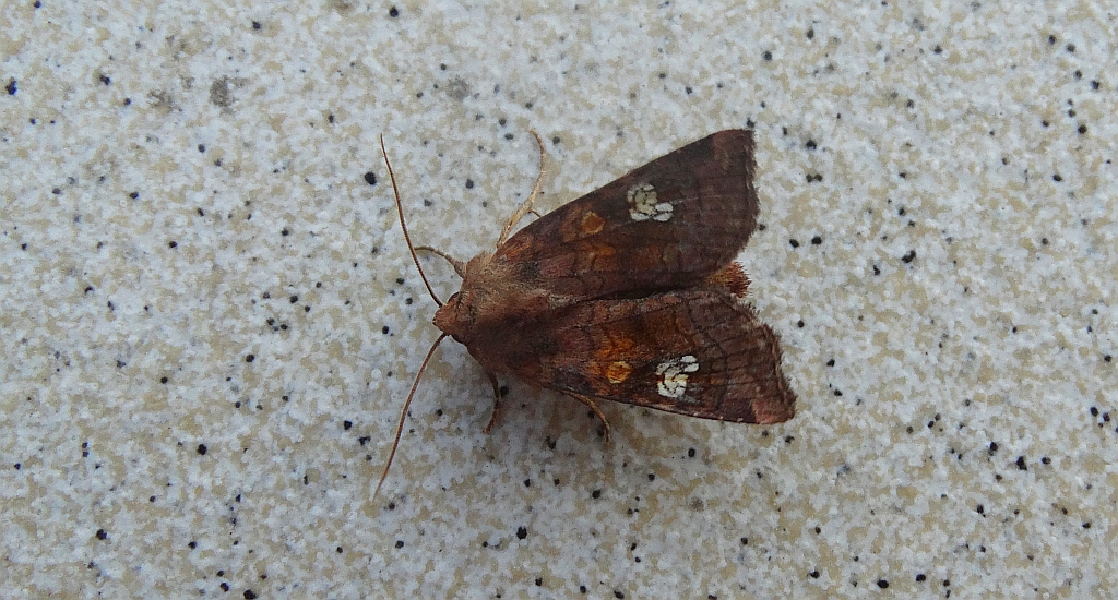 Amphipoea fucosa