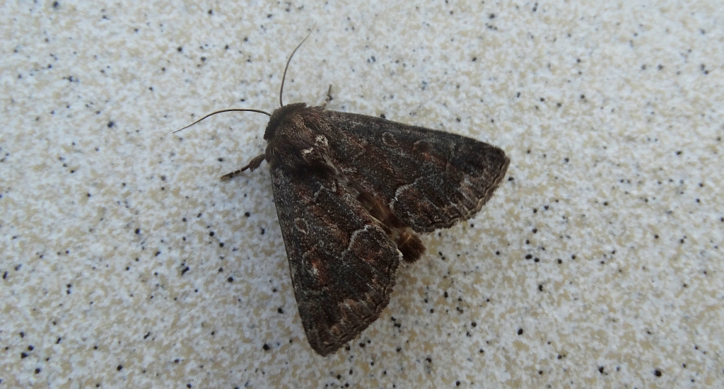 Ponurzyca źralica (Thalpophila matura)