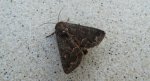Ponurzyca źralica (Thalpophila matura)