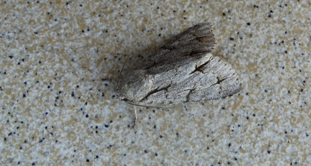 Wieczernica szypówka (Acronicta cuspis)