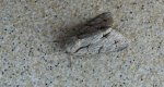 Wieczernica szypówka (Acronicta cuspis)