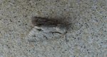 Wieczernica szypówka (Acronicta cuspis)