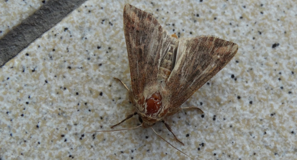 Photedes fluxa