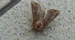 Photedes fluxa