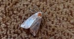 Photedes fluxa