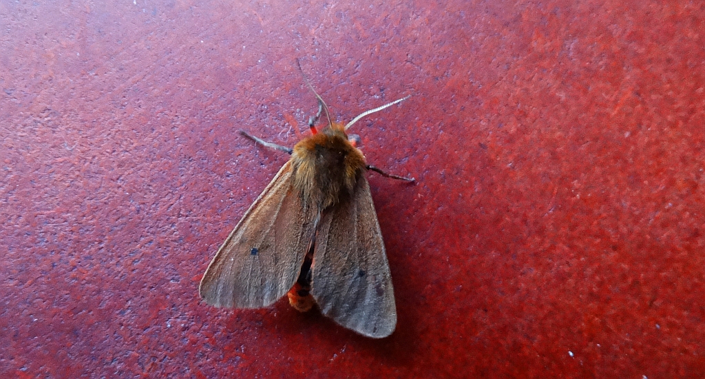 Sadzanka rumienica (Phragmatobia Fuliginosa)