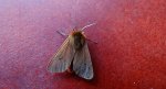Sadzanka rumienica (Phragmatobia Fuliginosa)