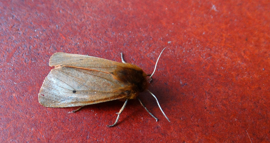 Sadzanka rumienica (Phragmatobia Fuliginosa)