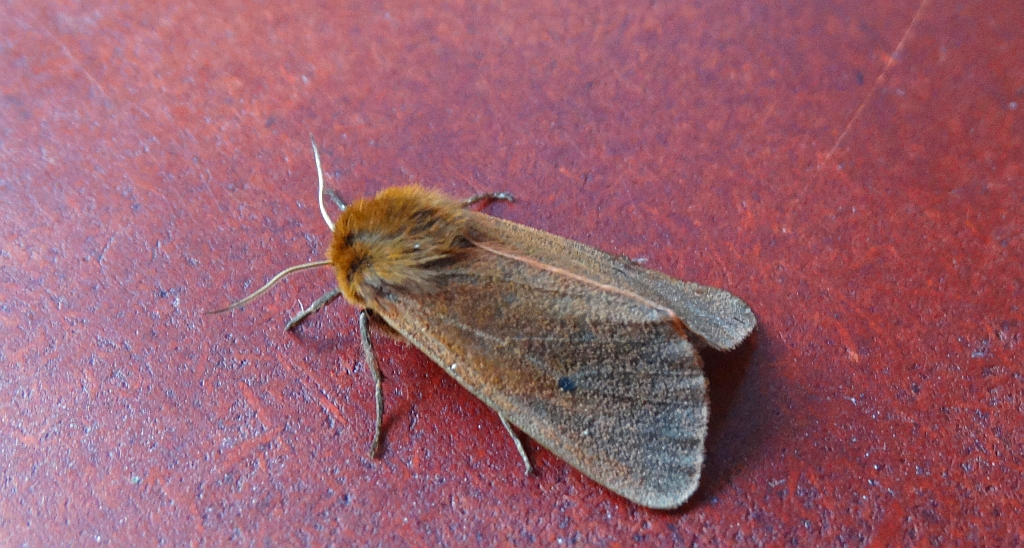 Sadzanka rumienica (Phragmatobia Fuliginosa)