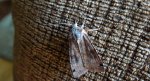 Noctua orbona