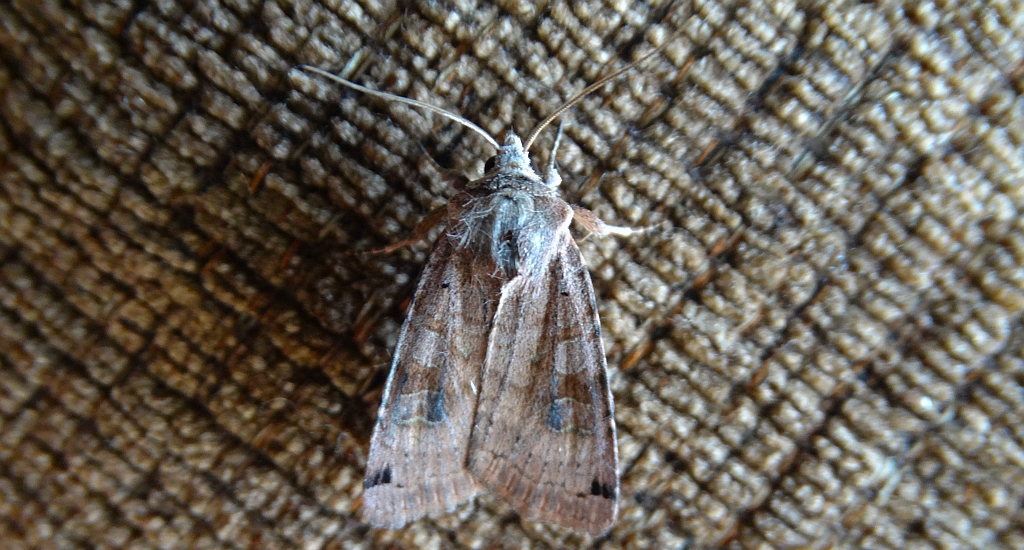 Noctua orbona