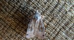 Noctua orbona