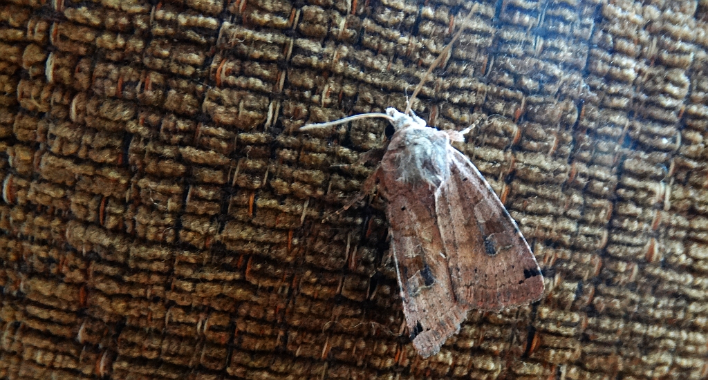 Noctua orbona