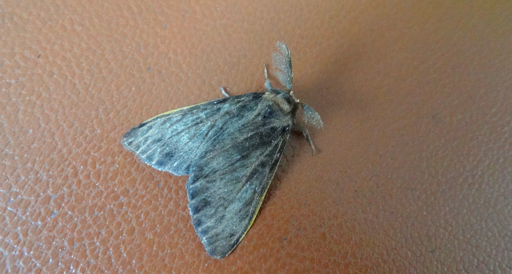 Canephora hirsuta