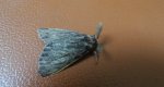 Canephora hirsuta
