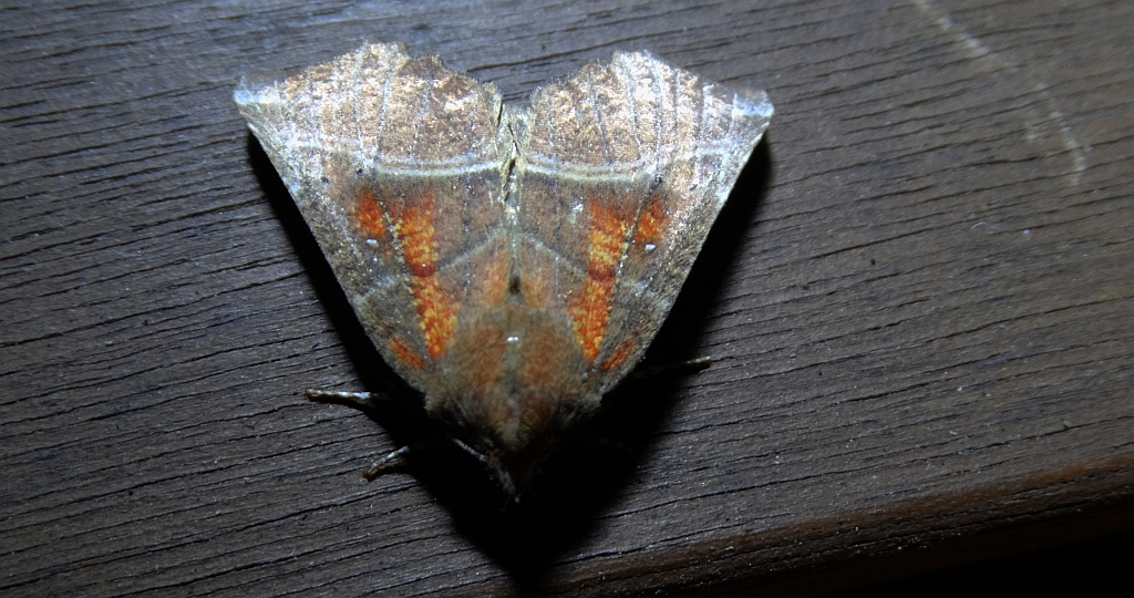 Szczerbówka ksieni (Scoliopteryx libatrix)