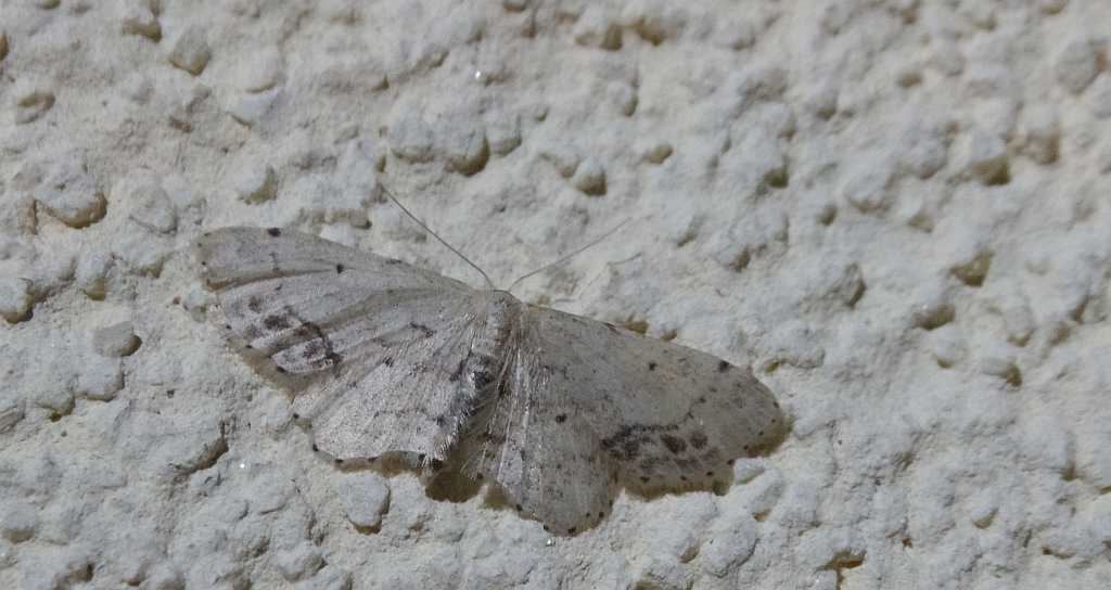 Krocznik połowiczak (Idaea dimidiata)