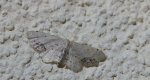 Krocznik połowiczak (Idaea dimidiata)