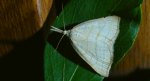 Polypogon tentacularia