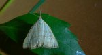 Polypogon tentacularia
