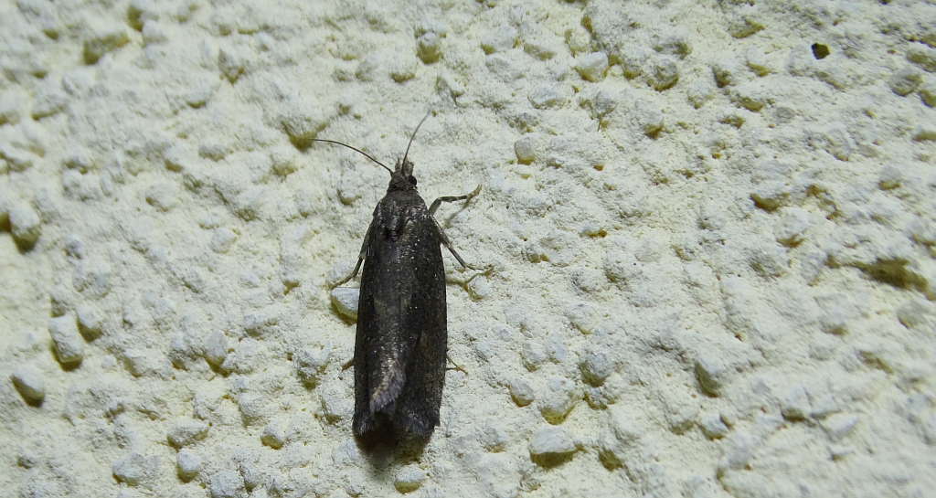 Matilella fusca