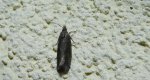Matilella fusca