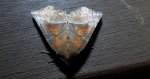 Szczerbówka ksieni (Scoliopteryx libatrix)