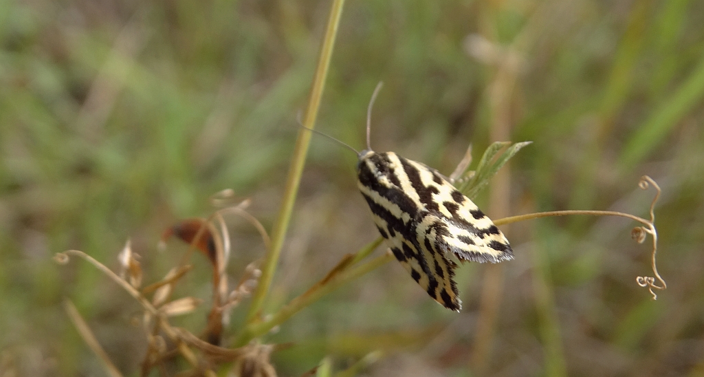Polnica szachowniczka (Acontia trabealis)