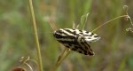 Polnica szachowniczka (Acontia trabealis)